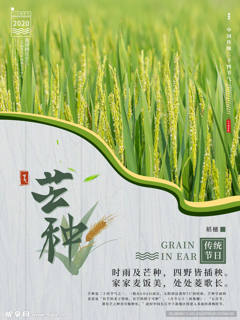 芒种插画           