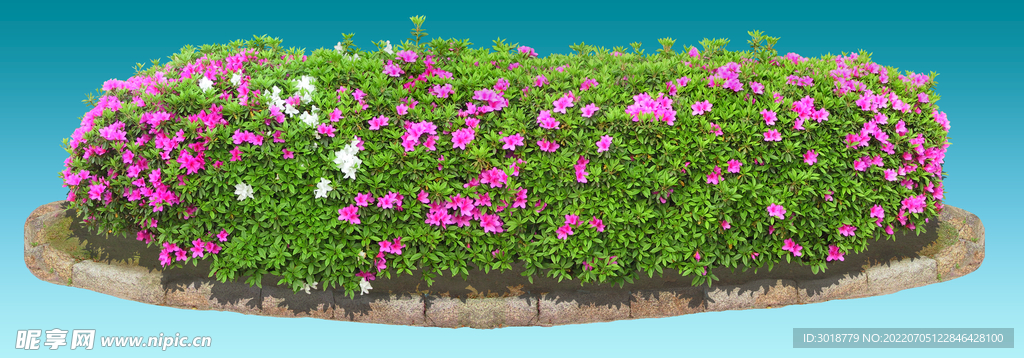 杜鹃花