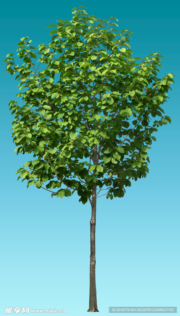 木兰