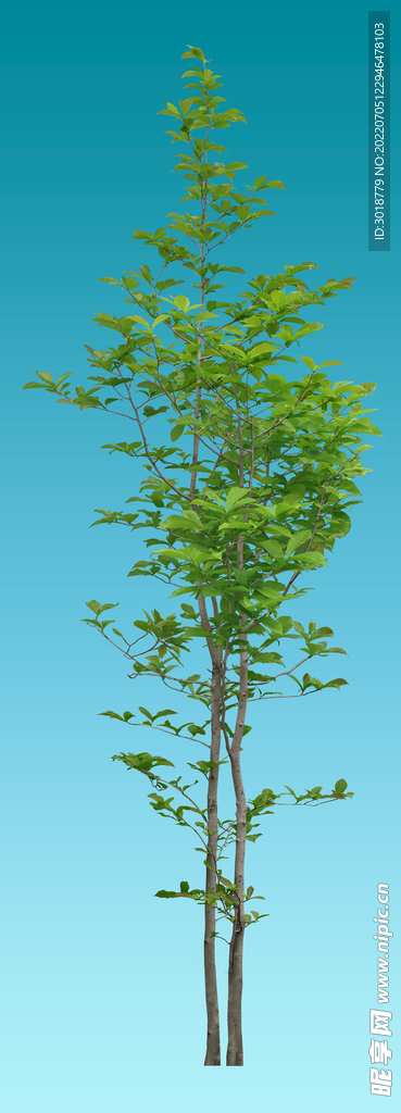 木兰