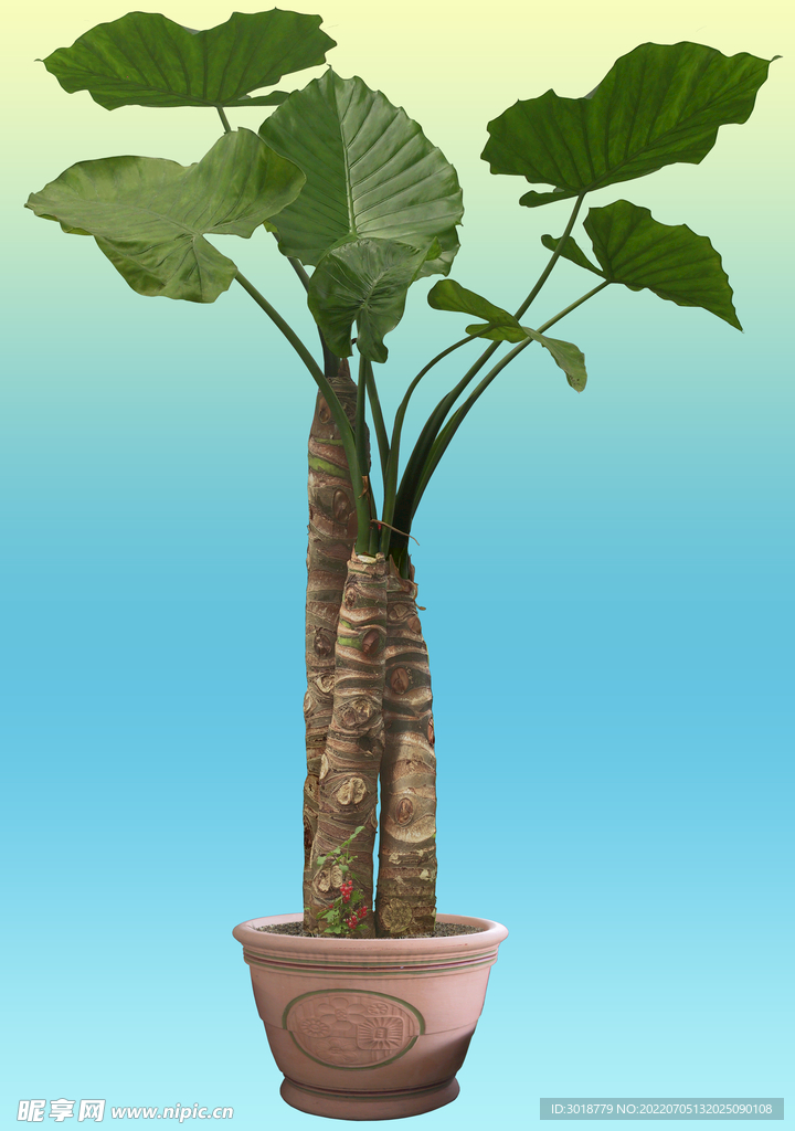 海芋