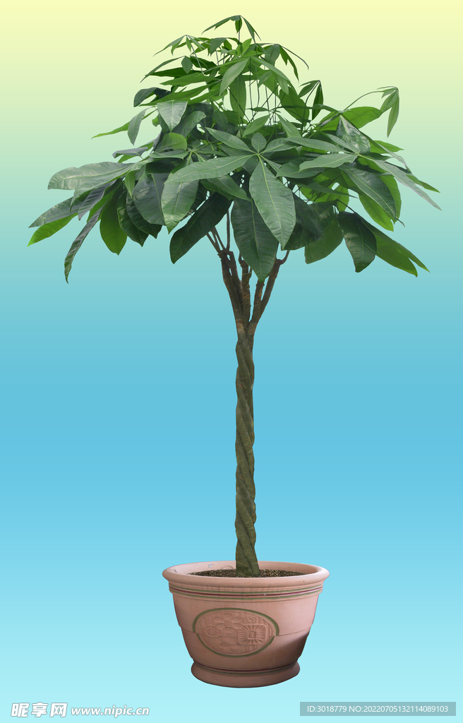大果木棉树