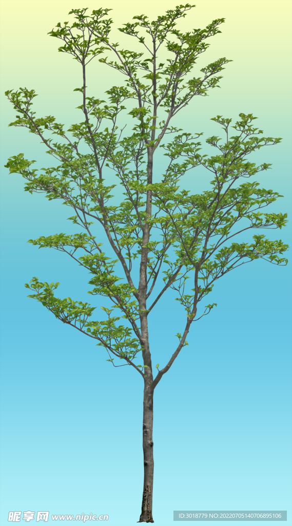 山茱萸