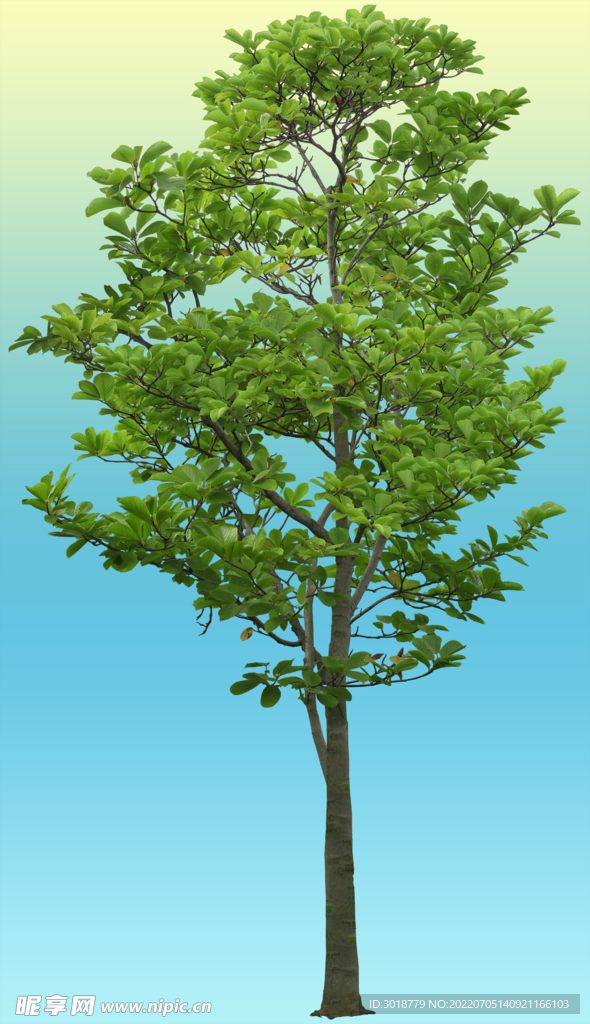 木兰