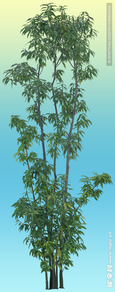 栎树