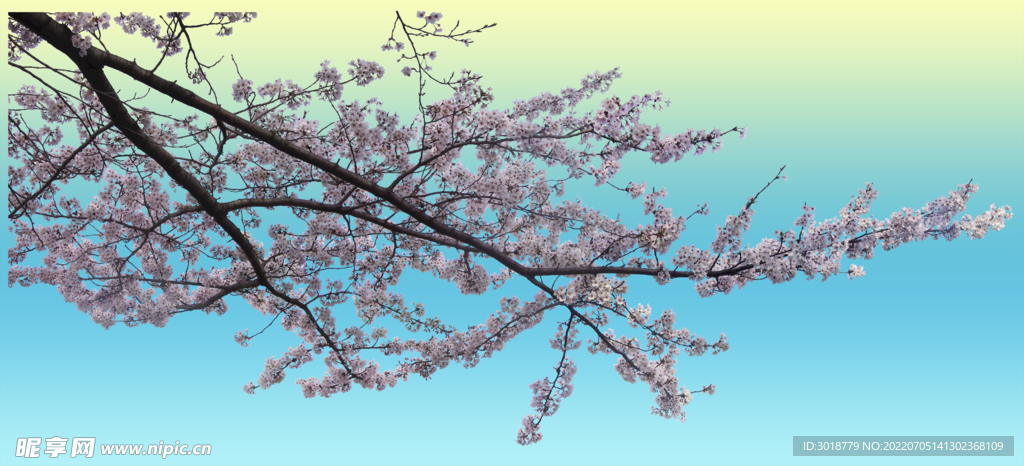 樱花