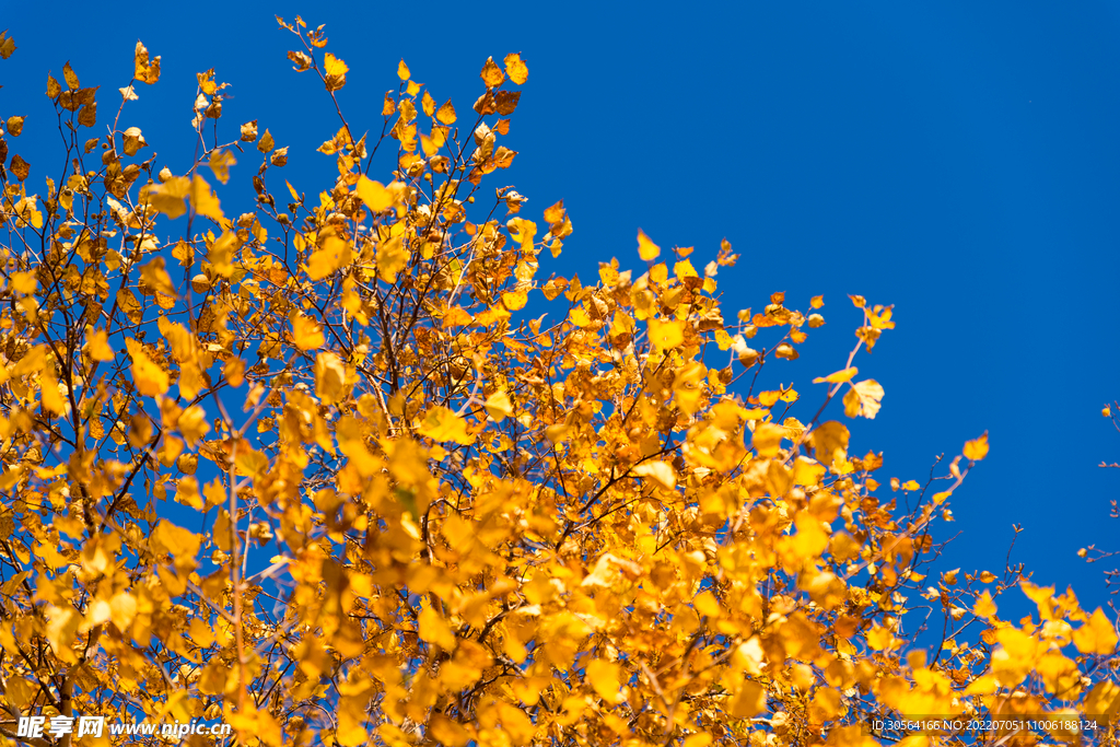 户外秋季树叶自然景观