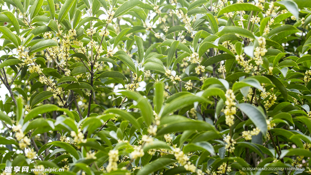 户外桂花花朵自然景观