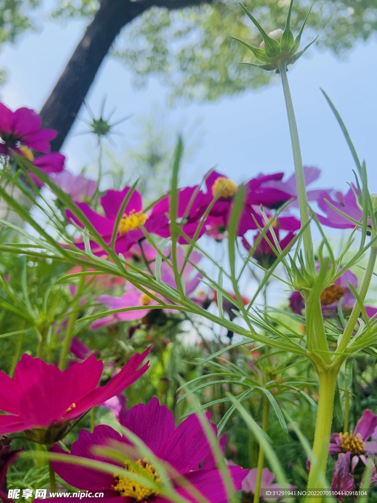 花