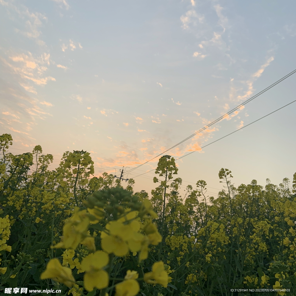 油菜花