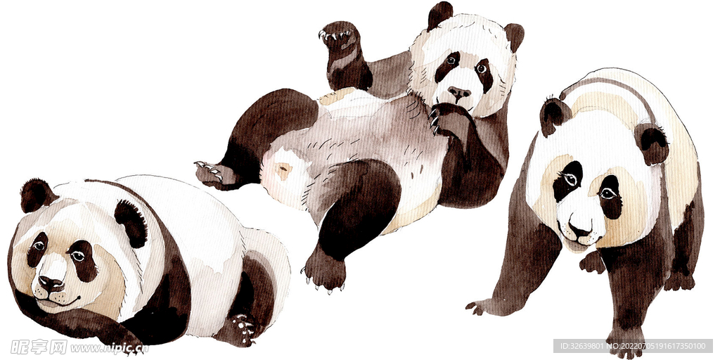 动物插画 大熊猫