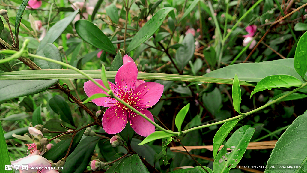 棯子花