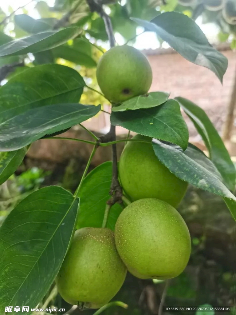 甘肃苹果梨