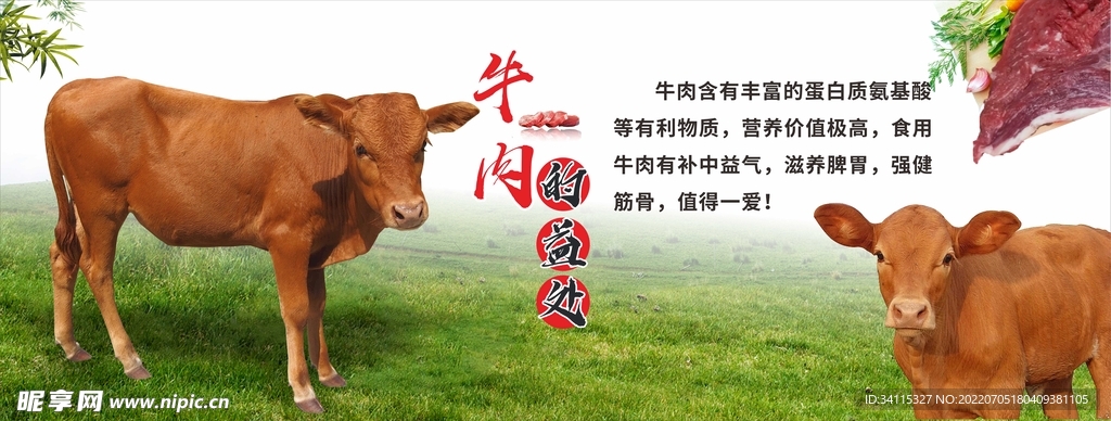 牛简介