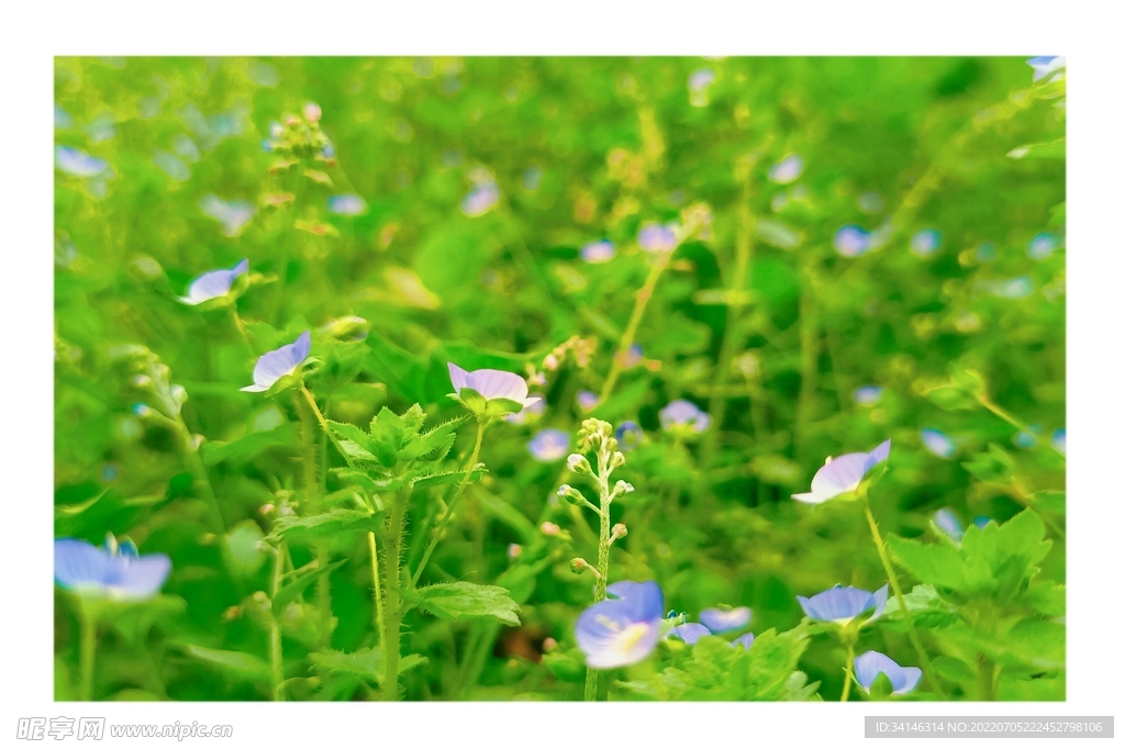 小花小草