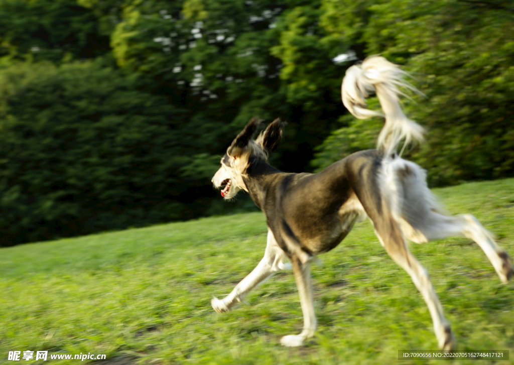 可爱犬类动物         