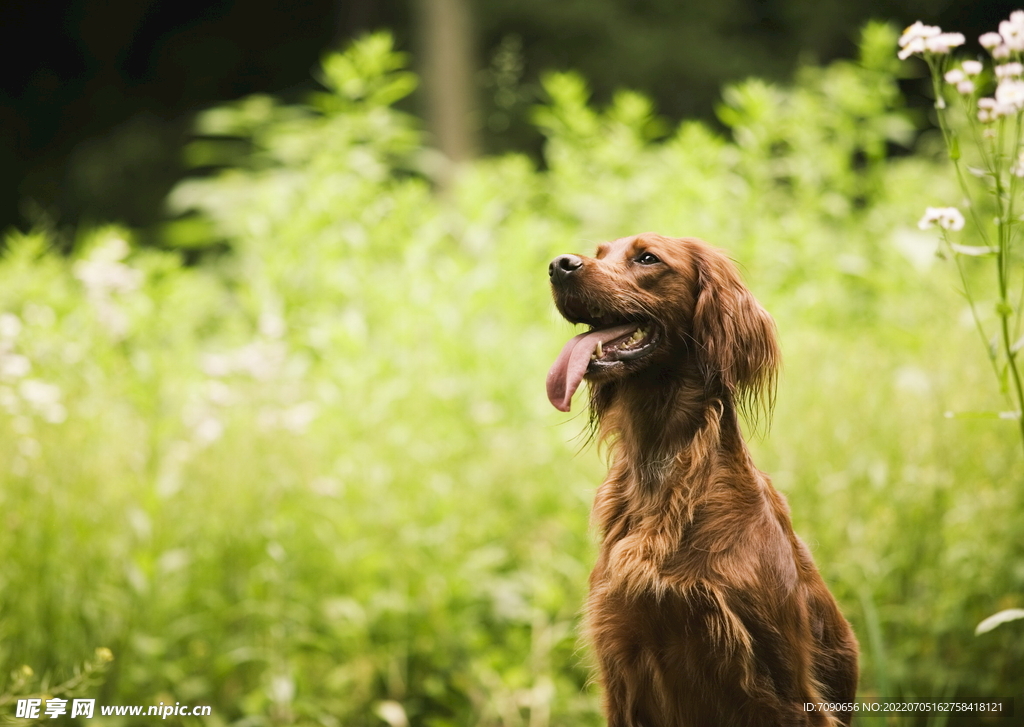 可爱犬类动物         