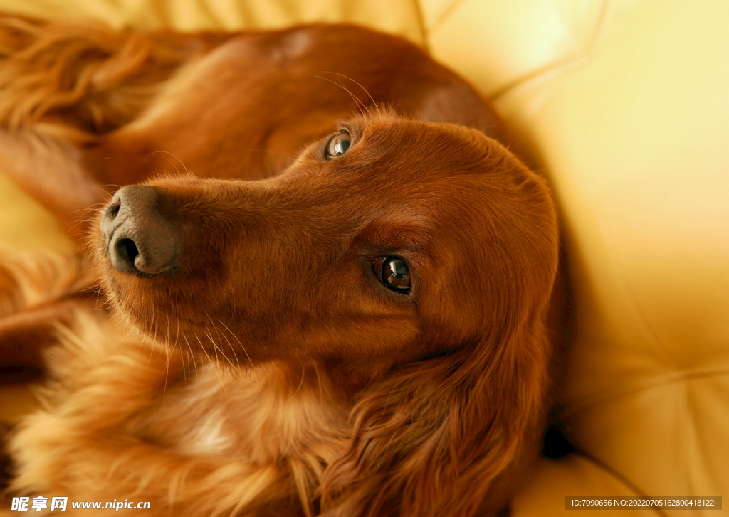 可爱犬类动物         