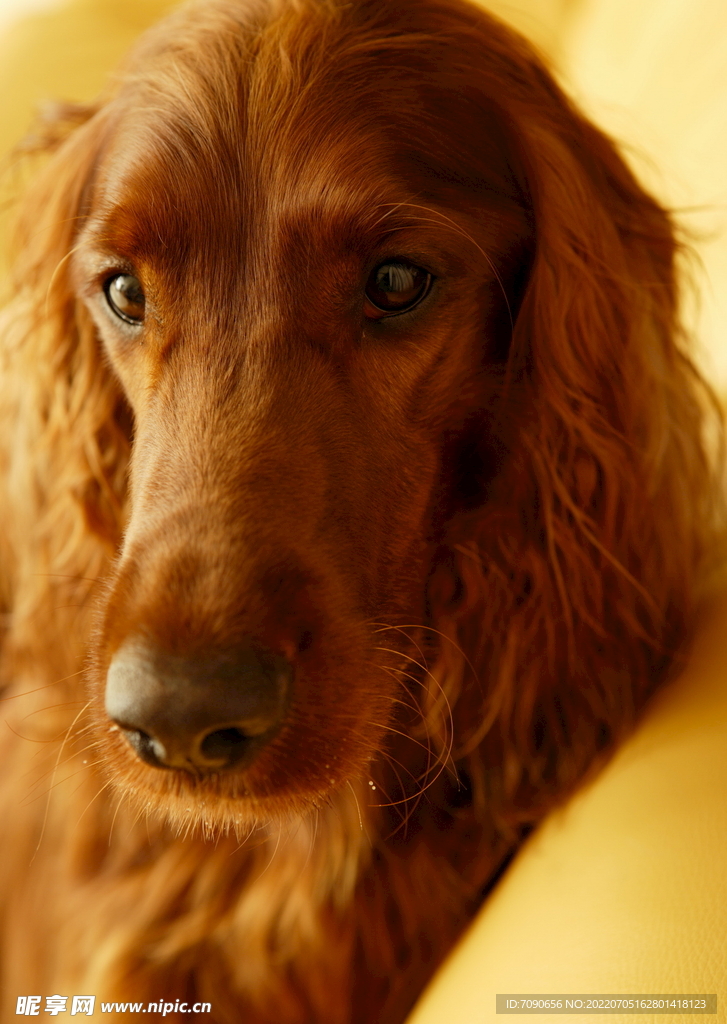 可爱犬类动物         