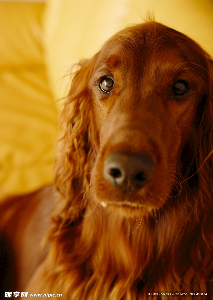 可爱犬类动物         