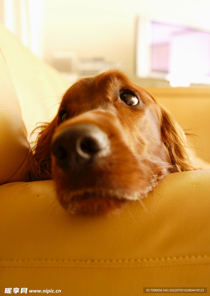 可爱犬类动物         