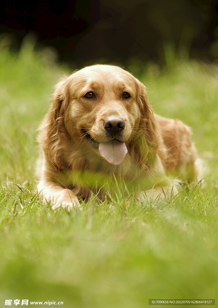 可爱犬类动物         