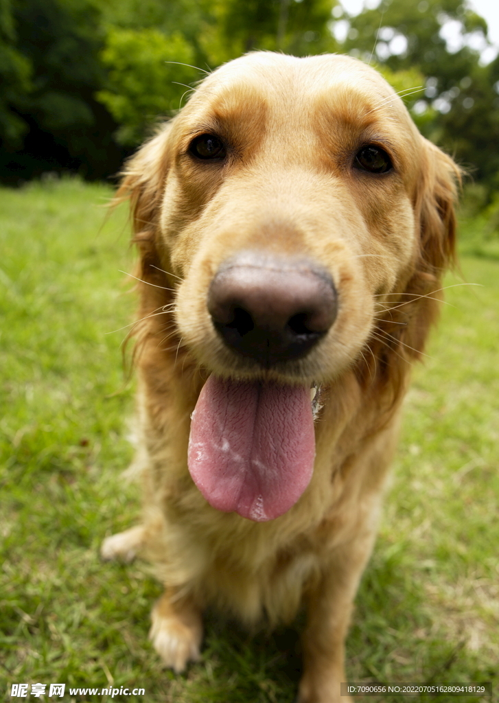 可爱犬类动物         