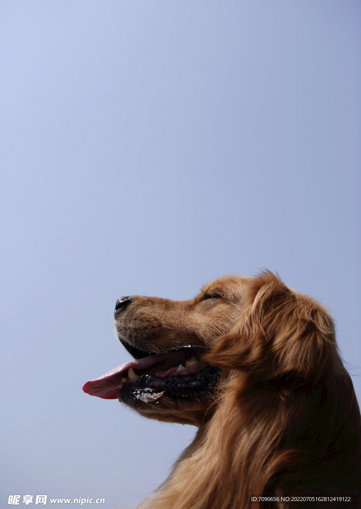 可爱犬类动物         