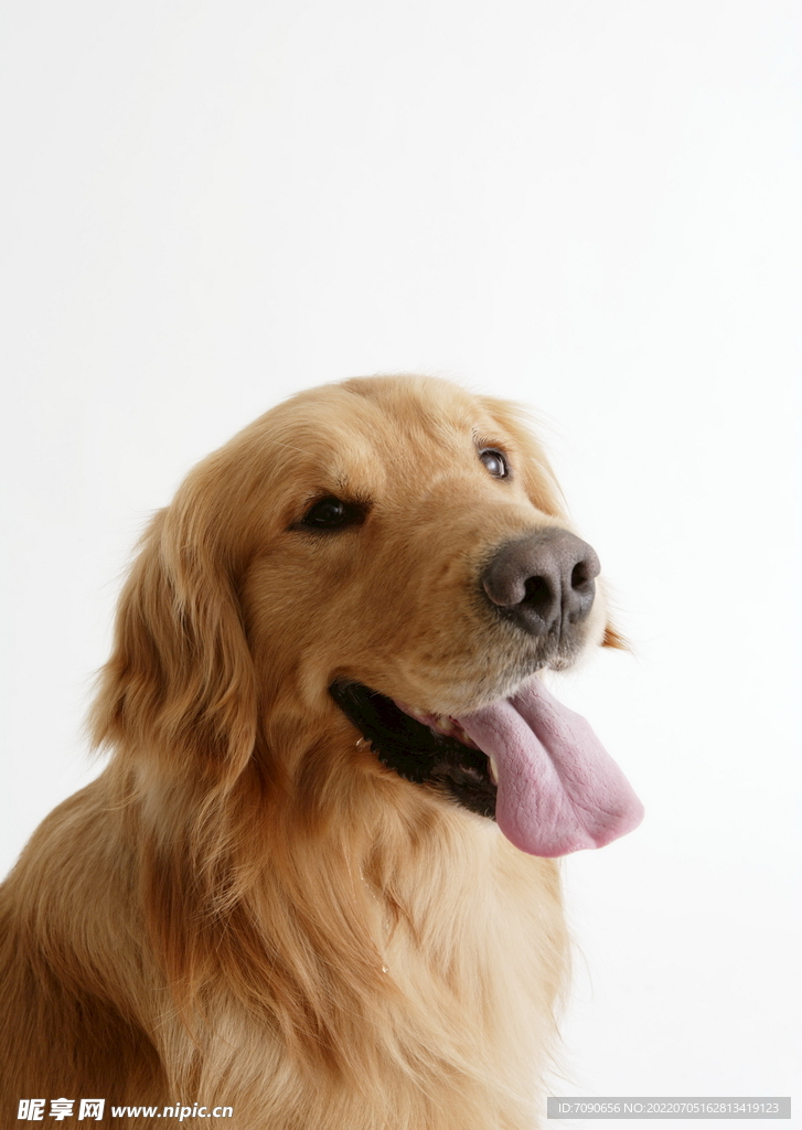 可爱犬类动物         