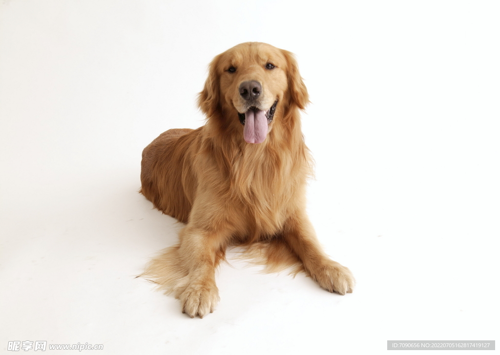 可爱犬类动物         