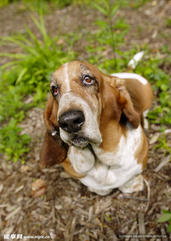 可爱犬类动物         