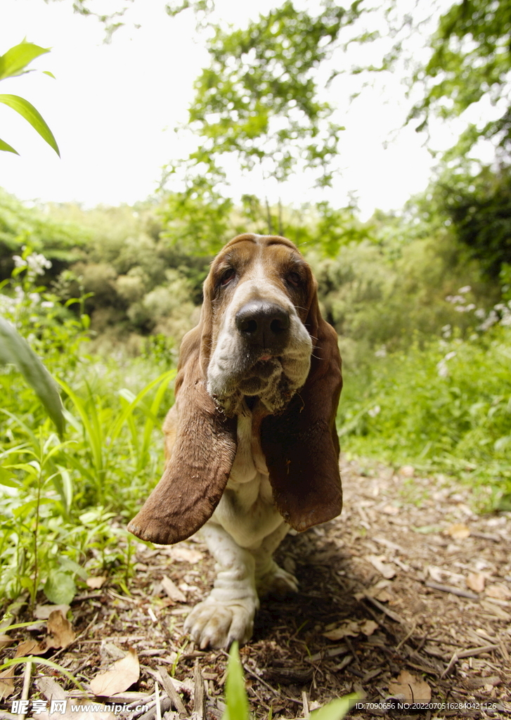 可爱犬类动物         