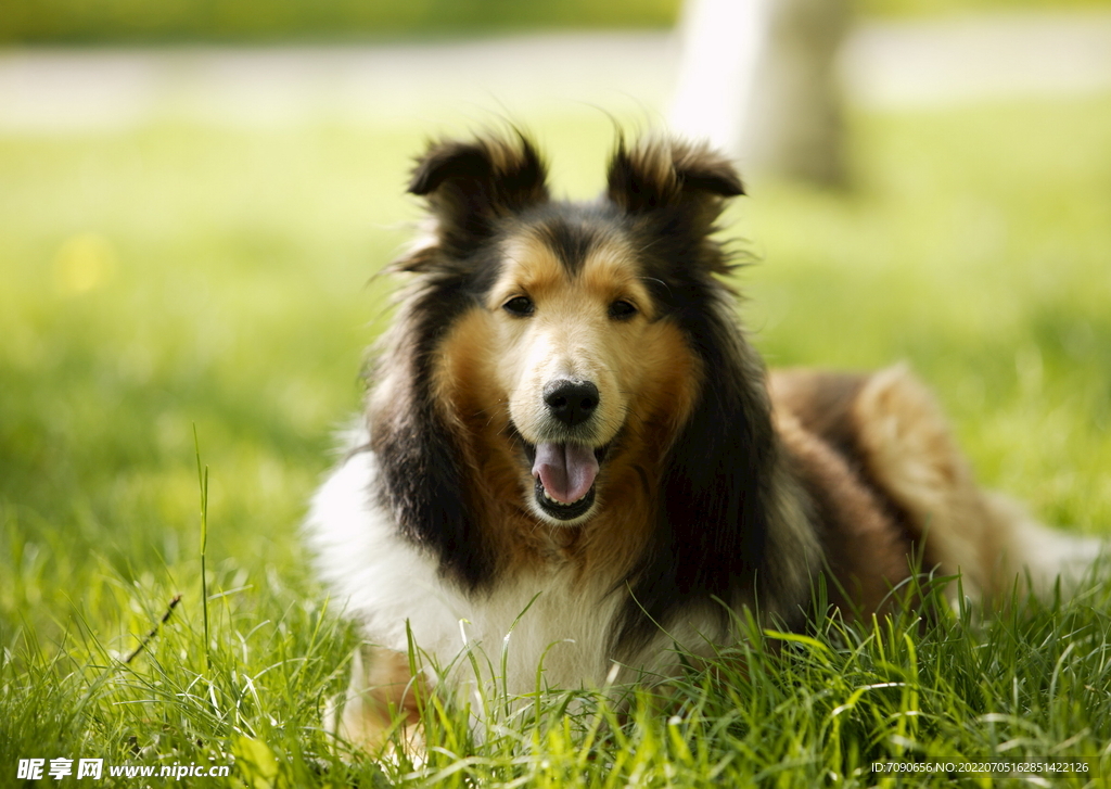 可爱犬类动物         