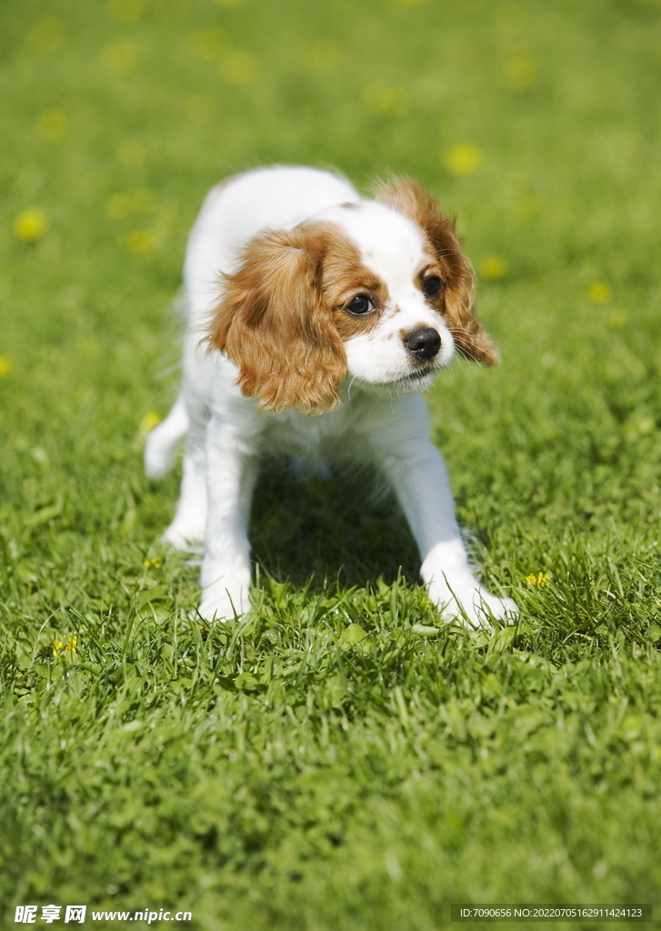 可爱犬类动物         