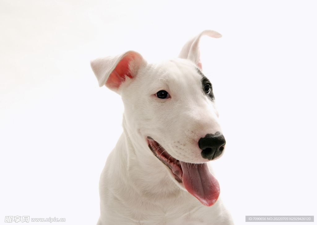可爱犬类动物         