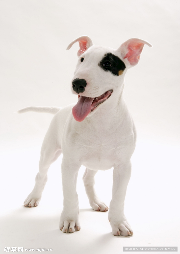 可爱犬类动物         