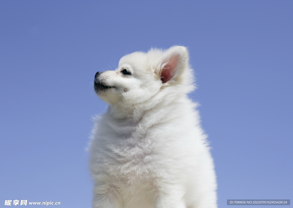 可爱犬类动物         