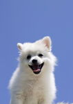 可爱犬类动物         