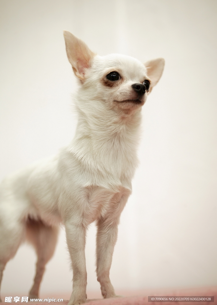 可爱犬类动物         