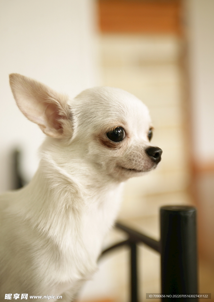 可爱犬类动物         