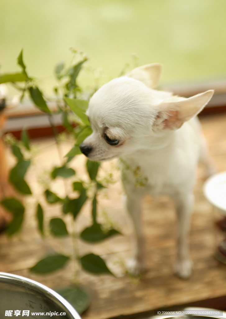 可爱犬类动物         