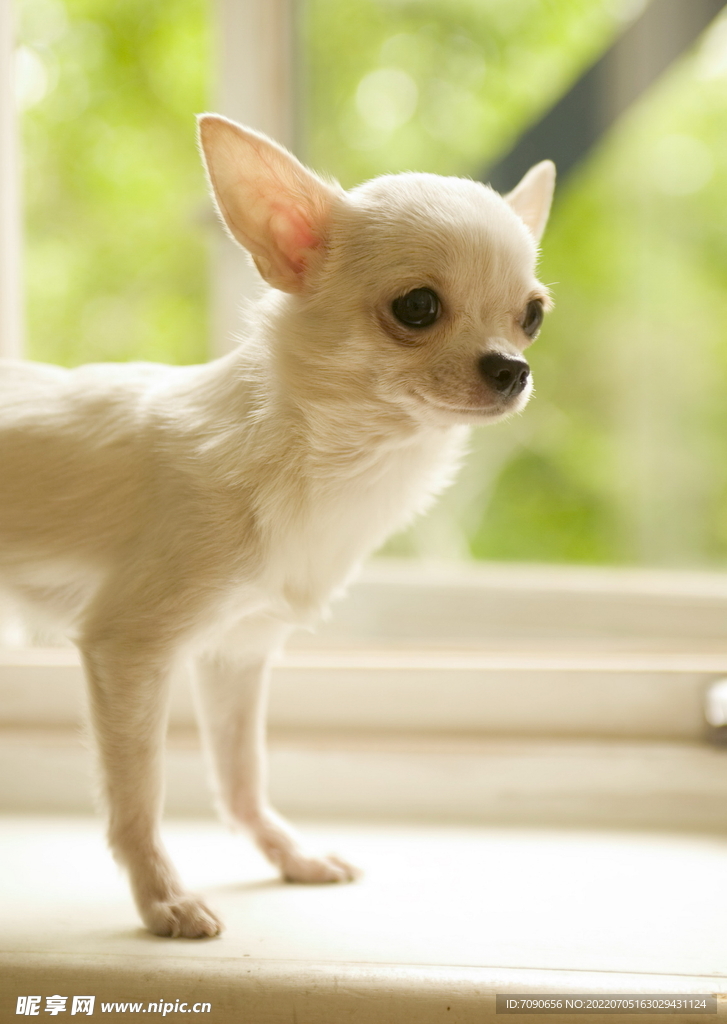 可爱犬类动物         