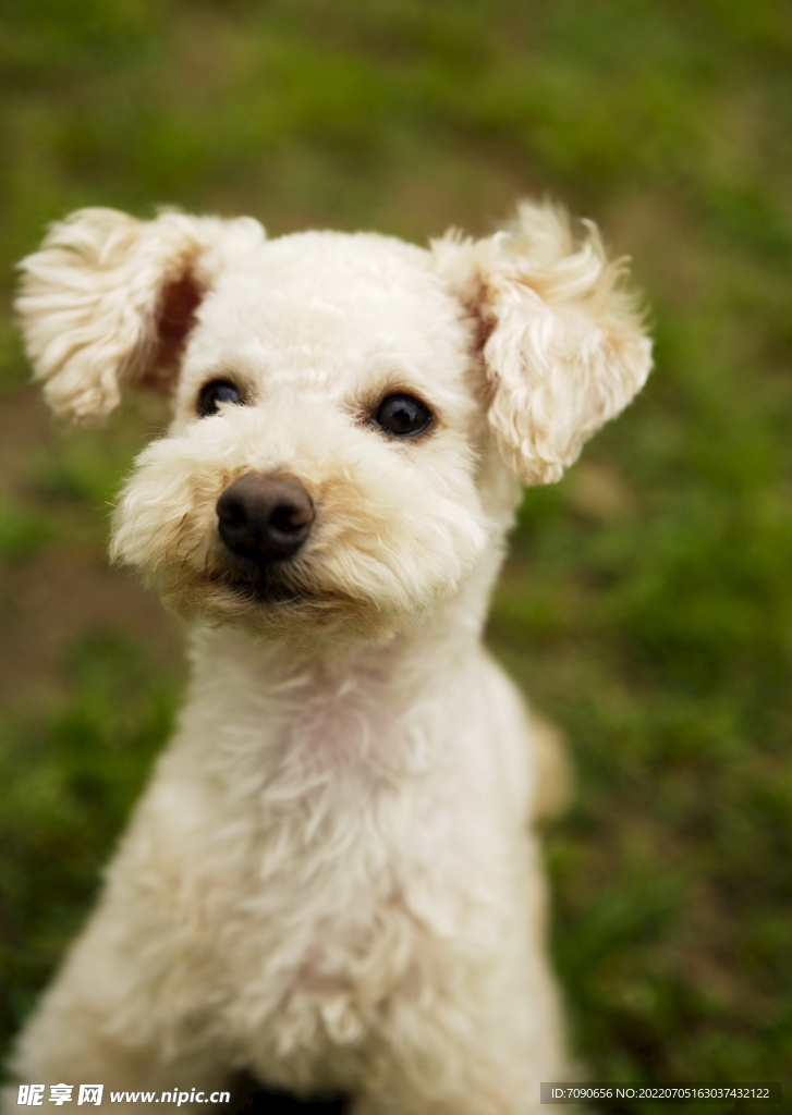 可爱犬类动物         