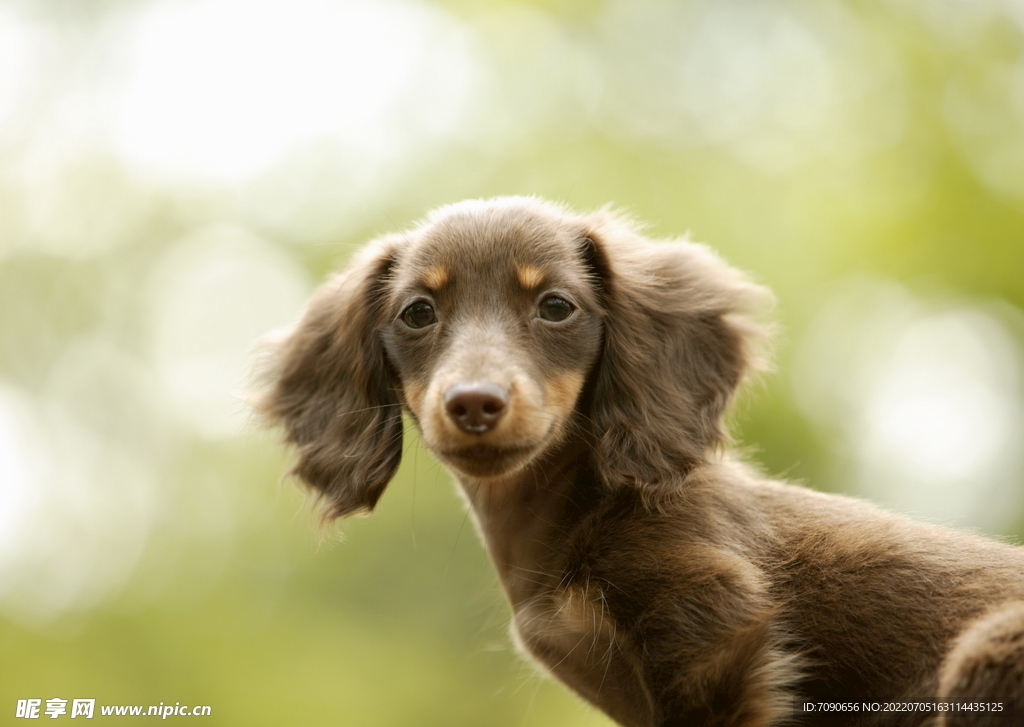 可爱犬类动物         