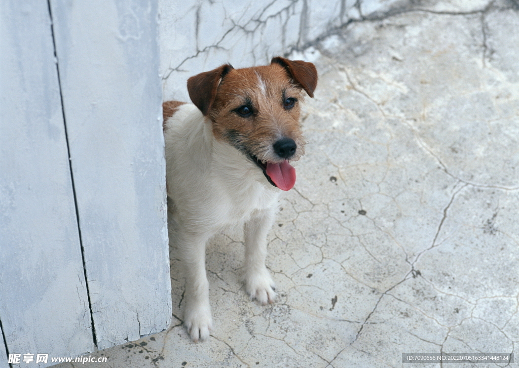 可爱犬类动物         