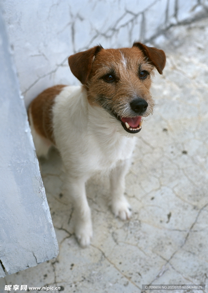 可爱犬类动物         