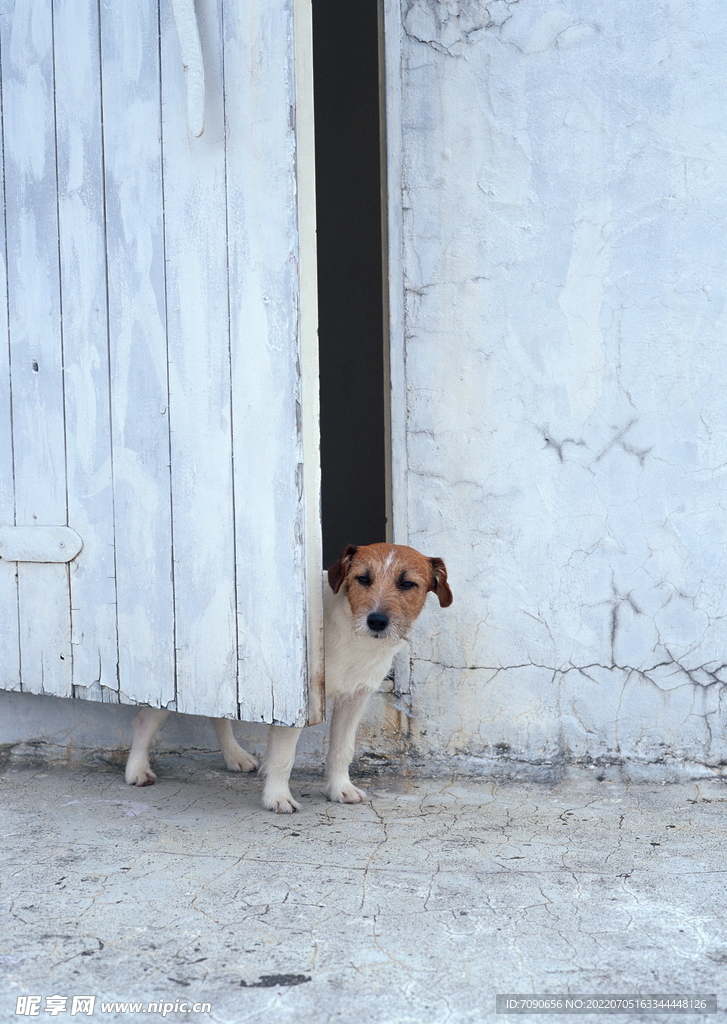 可爱犬类动物         