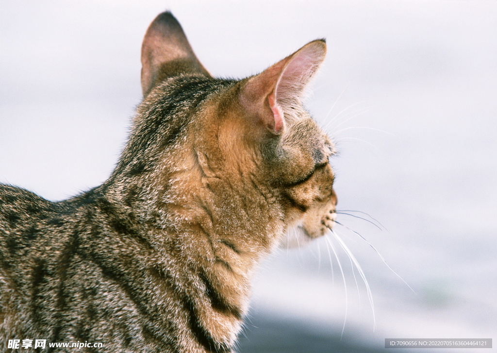 萌宠猫咪     