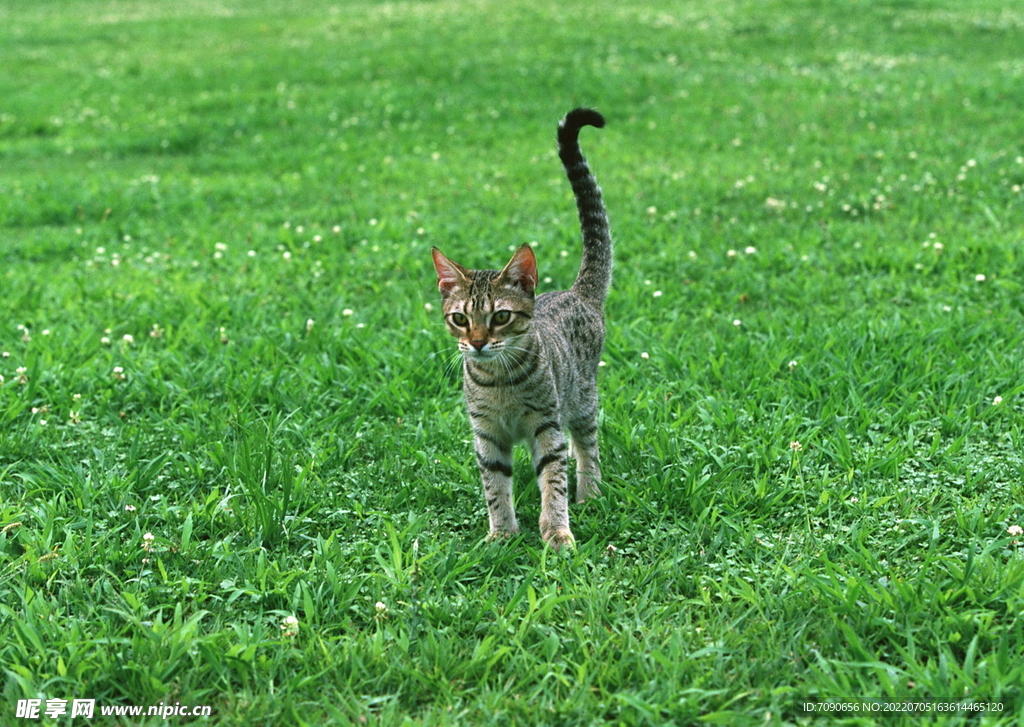 萌宠猫咪     