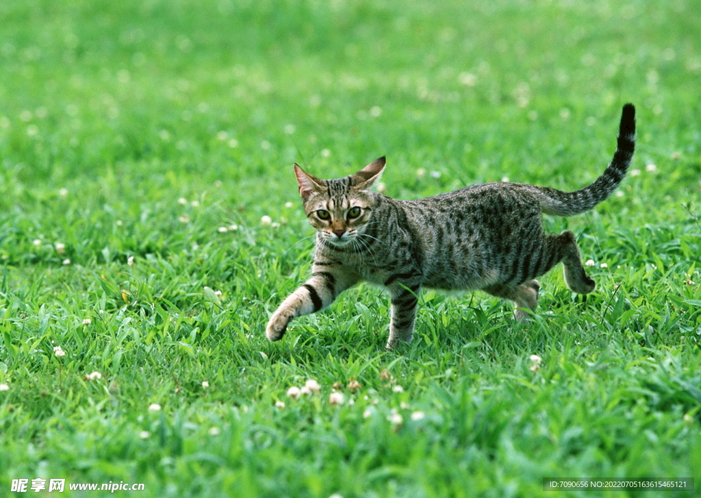 萌宠猫咪     